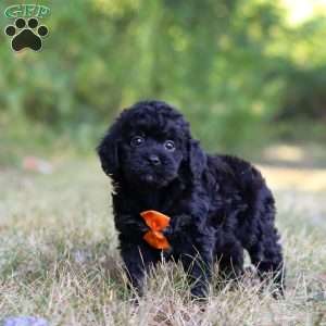 Waffles, Cavapoo Puppy